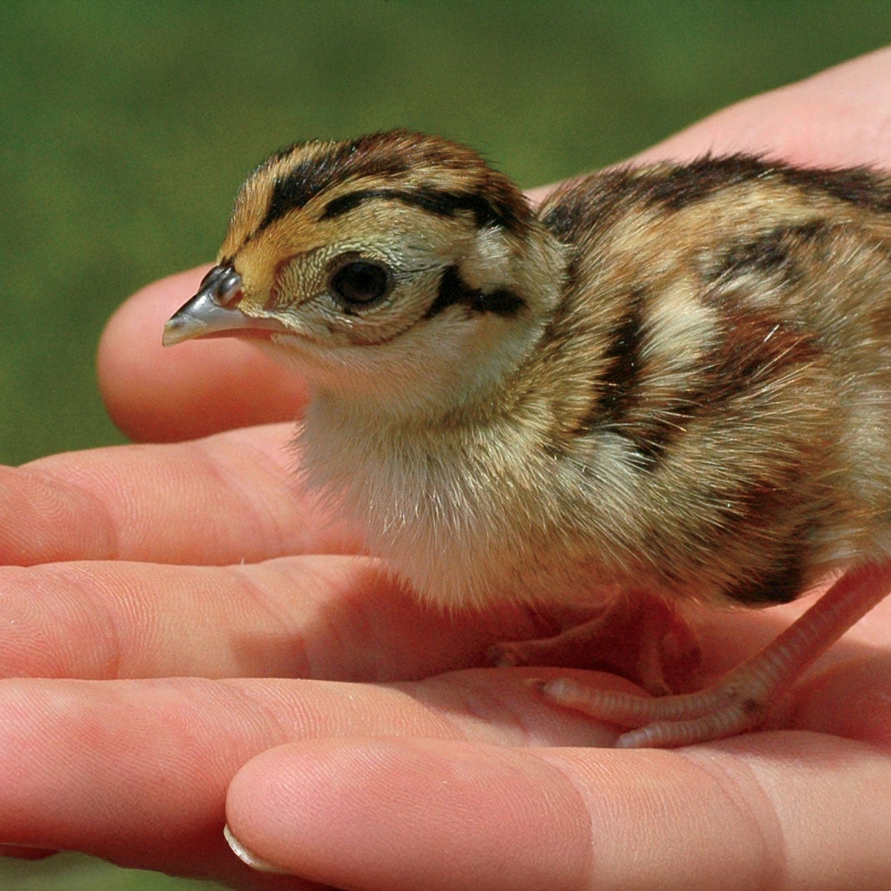 Game & Aviary Incubators