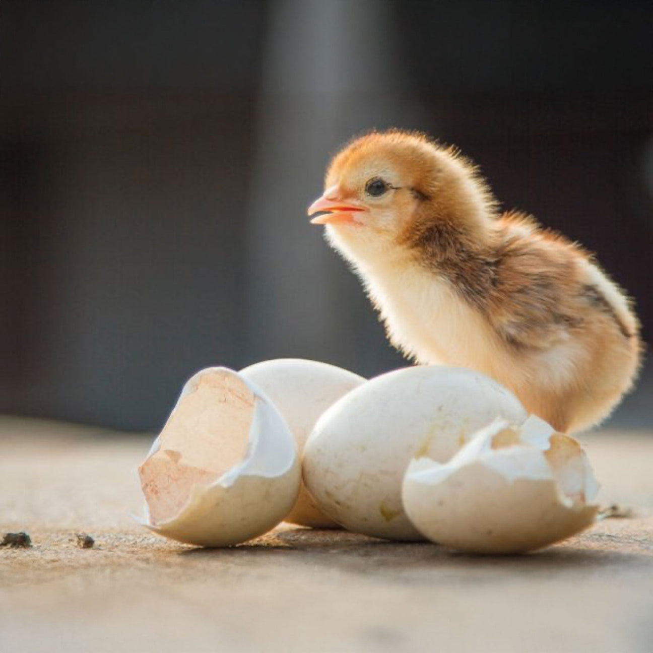 Poultry Incubators