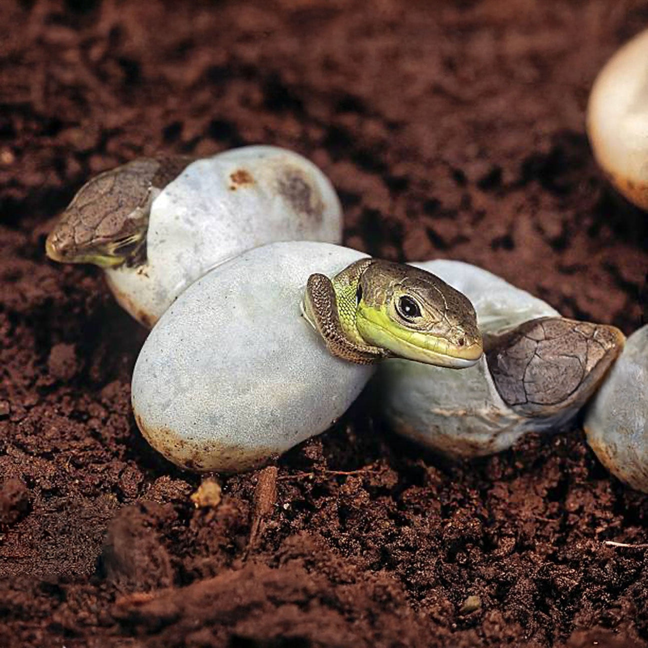 Reptile Incubators